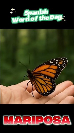 Word of the Day - English and Spanish - Butterfly - Mariposa