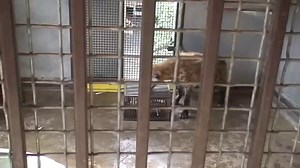 Study shows animals with larger brains are best problem solvers