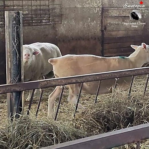 The Sheep Mating Dance!