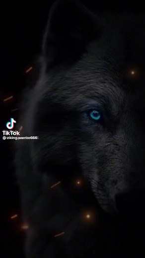 Jakkals (@jakkals2023)’s videos with original sound - Jakkals