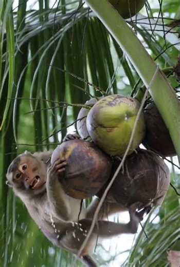 Monkey picking up coconut is so cute. #documentary #wonderofnature #shortvideo #monkey #coconut