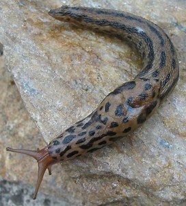 Limax maximus ~ The Great Grey Slug Details with Photos | Videos