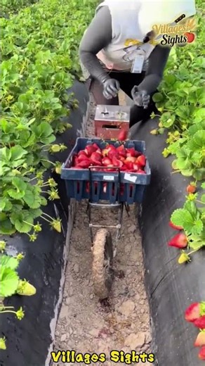 Pushing a cart with blades to pick strawberries—so clever! 🍓🚜
