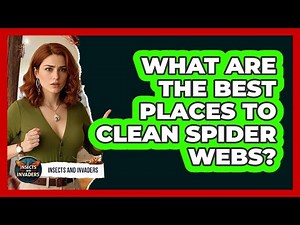 What Are The Best Places To Clean Spider Webs?