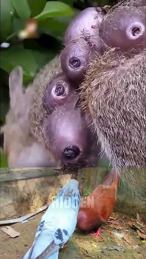 Botfly Removal from Squirrel | Vet Safely Removes Botfly Larva