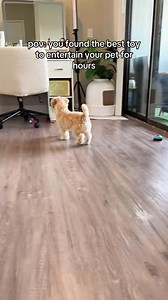 1.8K reactions · 82 shares | ✨ Your Pet’s New Favourite Toy! ✨ Keep...