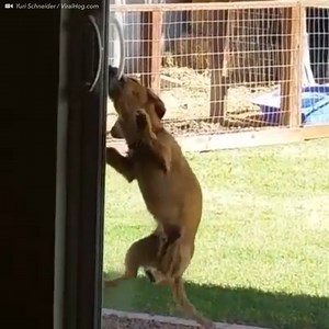 This determined pupper figured out how to open a sliding door. Via: ViralHog | AskMen