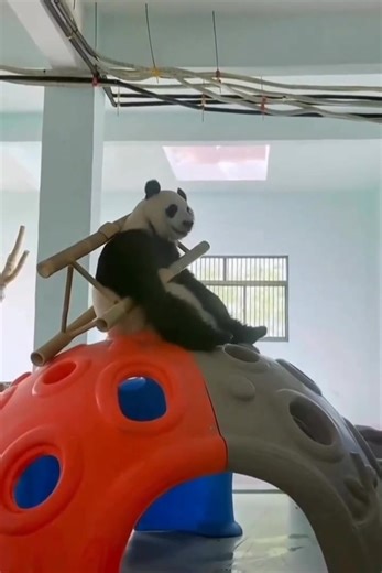 I have to fix a nail but i don't know where is! I even brought the ladder with me! Damn! 🤬 🤣😂😆 #panda #fluffy #pandas #cute #naturephotography #nature #care #beautiful #love #funnyanimals #playingtoys #playing #chilling #summer #friendship #friends | Pandas, a Light In My Heart