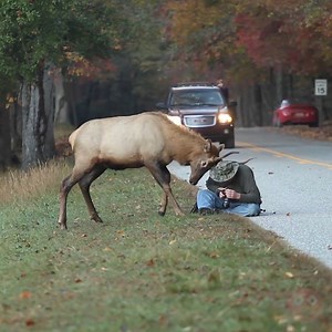 This photographer remains calm while elk attacks him repeatedly! | MetDaan Creative