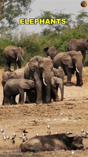 Top 5 Animals With the Best Memory