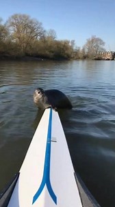21K views · 253 reactions | Have you spotted any seals in the Thames?  | BBC London | Facebook
