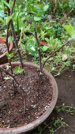 剪定したりんごの枝を挿し木しました🍎