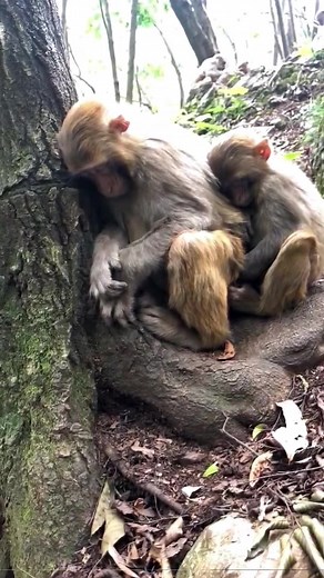 Monkey Money Meme: The Humor Behind the Craze