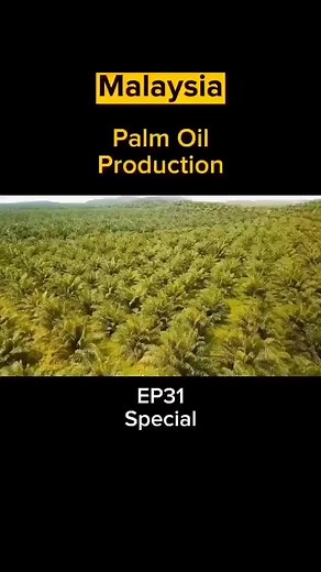 Palm Oil Production Process Explained | Farming in Malaysia