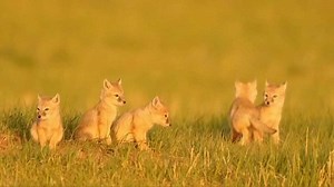 108K views · 3.2K reactions | Shutterbugs...