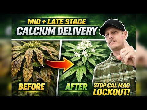Mid–Late Flower Calcium Delivery (why calcium matters)
