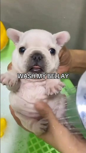 WASH MY BELLAY