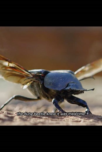 Discover the Dung Beetle's Unique Adventure