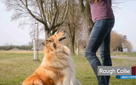 【盘点排行榜】Top 10 世界十大最忠诚的狗，你的爱犬入选了嘛？