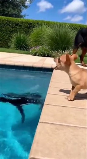 cute dog swim here in pool #cuteanimal