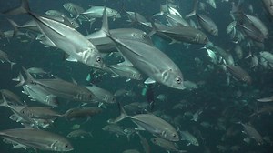 128K views · 5.1K reactions | During the breeding season, the bigeye...