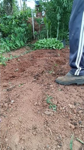 planting peanuts 🥜