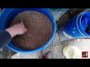 Comment faire pondre une poule