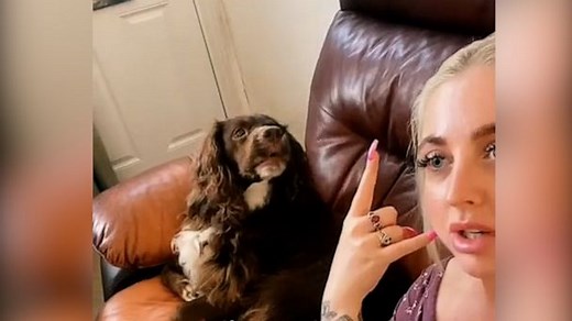 Dog howls in excitement after owner uses his favorite words on the phone