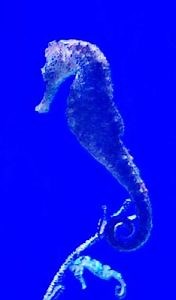 Help Your Child to Wonder - Rachel Carson Council