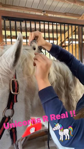 ✨ Whimsical & Magical 🦄 Unicorns ARE Real! 🦄 Make your child’s birthday truly magical at Horsepower Ranch, where unicorn dreams come to life! 🌈✨ Our unicorn-themed birthday parties are perfect for little believers who love sparkle, imagination, and unforgettable fun. 🎂 Perfect for kids’ birthday parties 📸 Magical photo moments 💖 Memories they’ll never forget Message us today to book your unicorn experience! 🦄 | Rachel Lahela McElroy