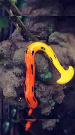 Shocking Facts About the Hammerhead Worm, the Alien of the Soil