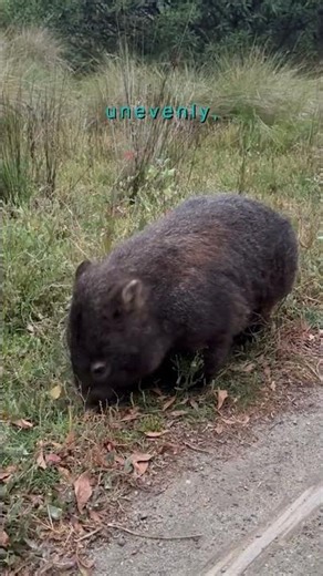 Wombats Are the Only Animal That Poops Cubes — Here's How