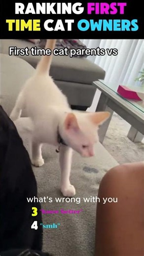 Ranking first time cat owners😹 #cats #funny #cat