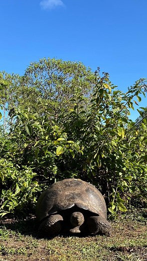 Explore the magic of Santa Cruz in the Galapagos Islands! ️ Dive...
