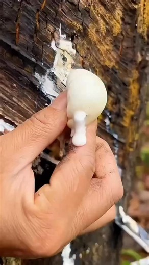 ‎روماتیسم مفصلی ارتروز‎ on Instagram‎: "🌼 گل همیشه‌بهار؛ چرا در مراقبت پوستی سنتی این‌قدر محبوب است؟ در منابع گیاهی و مراقبت‌های پوستی طبیعی، گل همیشه‌بهار به‌عنوان گیاهی با خواص آرام‌بخش و محافظت‌کننده پوست شناخته می‌شود. به همین دلیل، سال‌هاست در ترکیبات مراقبتی خانگی و سنتی از آن استفاده می‌شود. در برخی تجربه‌ها، ترکیب عصاره گل همیشه‌بهار با مواد مرطوب‌کننده طبیعی مثل روغن‌های گیاهی، ژل‌های گیاهی و ویتامین‌ها به حفظ رطوبت، نرمی و شادابی ظاهری پوست کمک می‌کند. 🔸 نکته مهم: واکنش پوست افراد مت