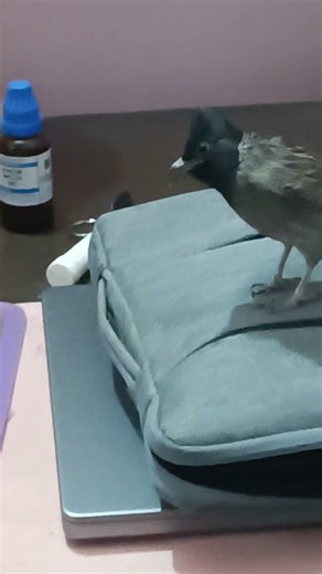 #bulbul #bird #birdsong #birdsound #entertament #funny #birdenthusiast #cute