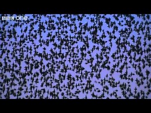 Peregrine Falcon Hunts Starlings in Rome (Narrated by David Tennant) - Earthflight - BBC