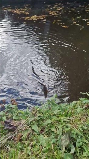Fishing UK : A Small Roach First Cast At The Canal.🎣🎣😁