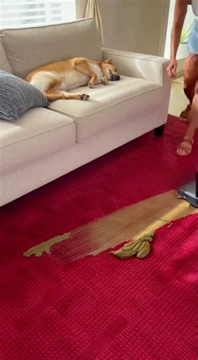 Robot Vacuum Disaster – If You Hate Cleaning, Watch This 🤖😳