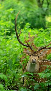 Embark on an unforgettable jungle safari with Barahi Jungle Lodge! Explore the heart of Chitwan as we take you deep into the wilderness, where every turn reveals the beauty of Nepal’s diverse wildlife and vibrant landscapes. Get ready for an adventure of a lifetime! @Tekmahato_photography. #wildlife #chitwannationalpark #barahijunglelodge #thebarahiexperience | Barahi Jungle Lodge