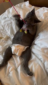 Nerf is a kitty with manx syndrome that causes her to be tailless and incontinent. We’re working our darnedest to get her used to the diaper life. Nerf é uma gatinha com síndrome manx que a deixa sem cauda e incontinente. Estamos trabalhando ao máximo para acostumá-la com a vida das fraldas. Nerf es un gatito con síndrome de Manx que le provoca incontinencia y sin cola. Estamos haciendo todo lo posible para que se acostumbre a la vida con pañales. Kittenkonnoisseur is part of the Austin Humane S