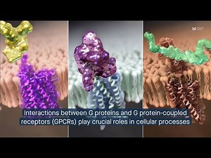 G protein trimer Gβ/Gγ composition influences membrane localization and GPCR-mediated signaling