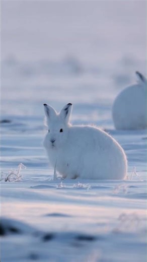 Arctic hares eating peacefully until... #wildlife #predator #shorts