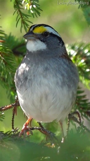 The Hauntingly Beautiful Song of the White-throated Sparrow
