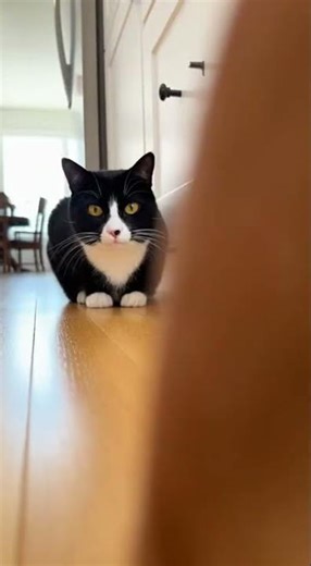 Mouse Chaos! Dog Dances in Panic : #dachshund #tuxedocat #mouse