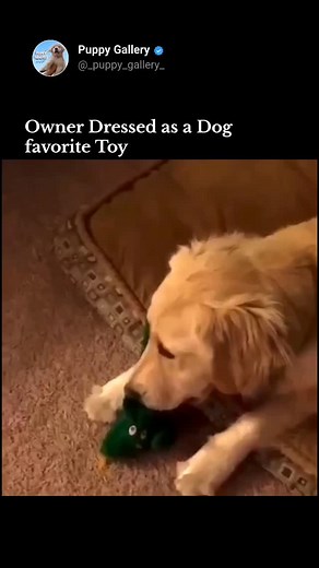 The Movement 🥹❤️‍🩹🐾 . . . . . . . #reels #instagram #dogvideo #dogs #doglovers #life #new #pets #petpost #petreels #trending #virals #fypシ #puppylove #cutedogs #cutevideos | Puppy Gallery