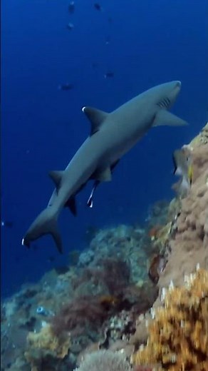 Whitetip Reef Shark Swimming through Vibrant Coral Reef