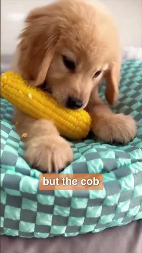 Can my dog eat corn on the cob? - a veterinarian answers