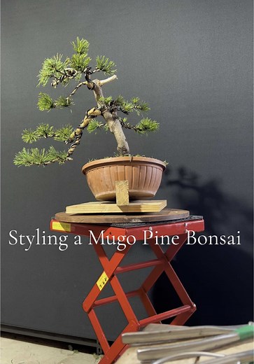 Little styling of this Mugo pine I picked up recently 🌲🌲
