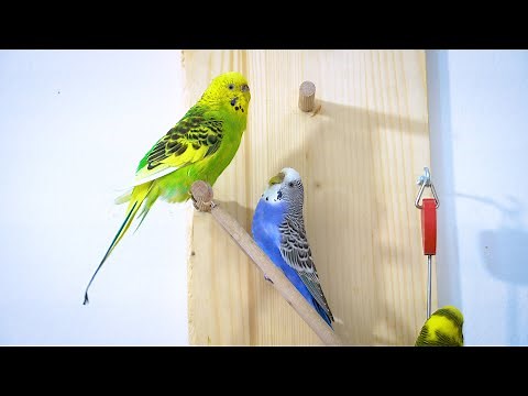 Budgie sounds to make them Sing | Budgie Happy Sounds